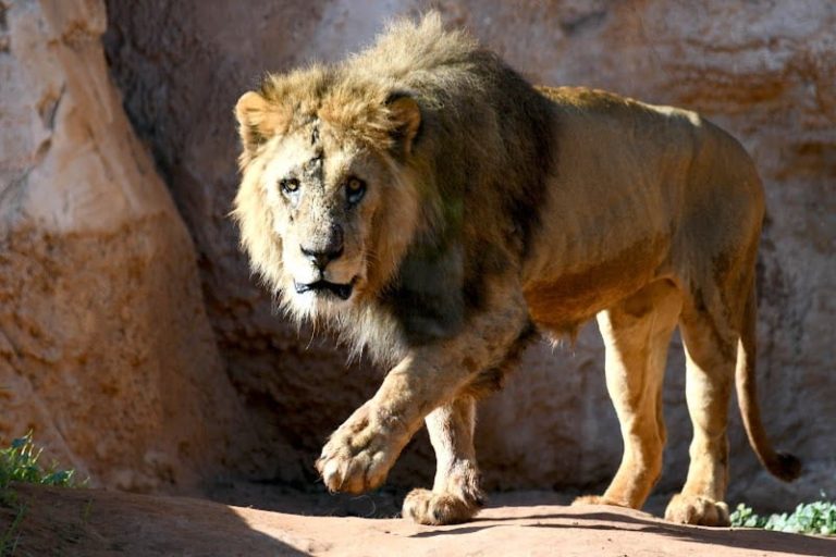 خنيفرة…. جديد قضية أسد الأطلس و ما توصلت إليه لجنة البحث و التقصي